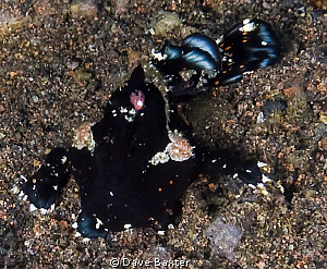 black frog fish kicking back by Dave Baxter 